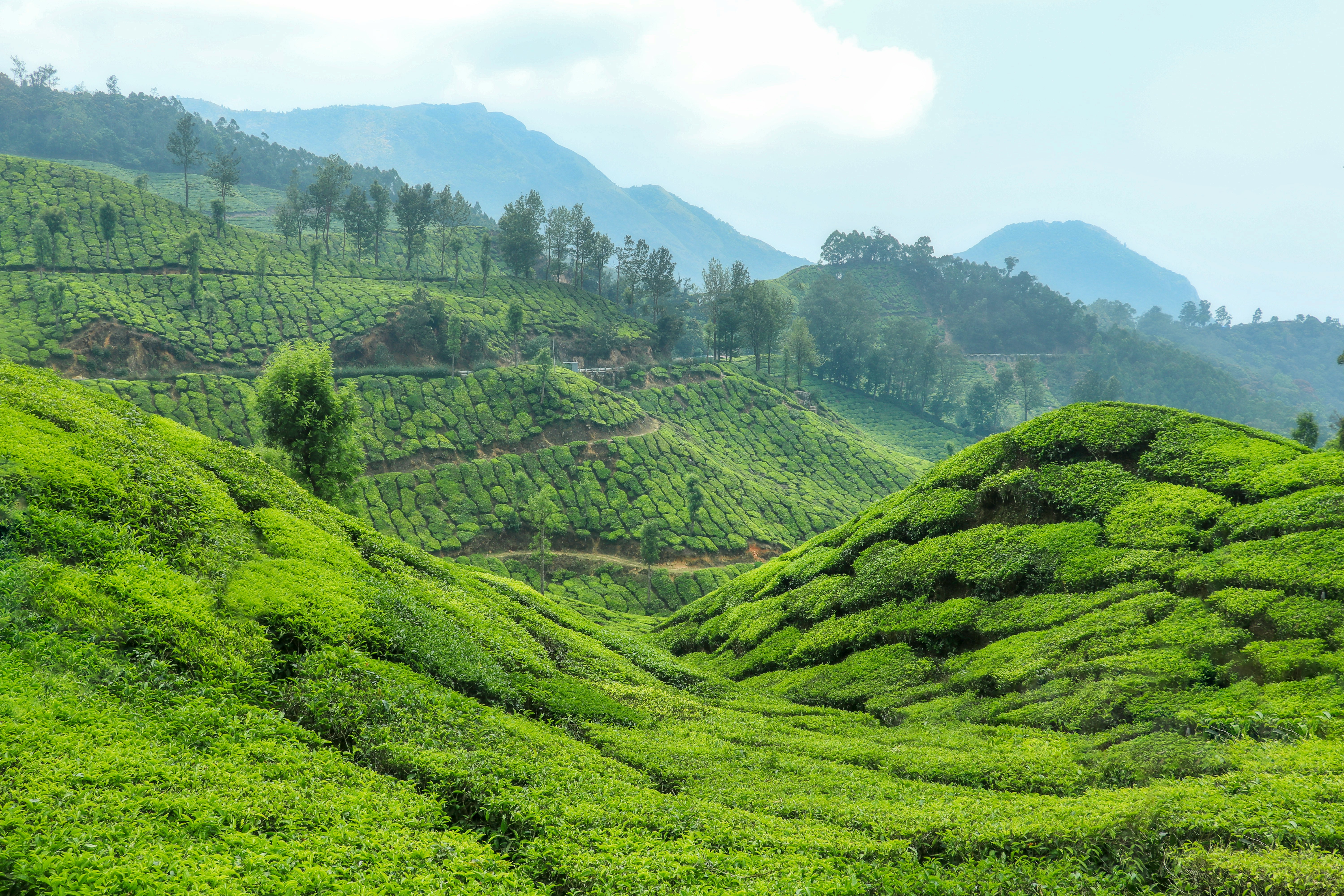 Misty Wayanad landscape