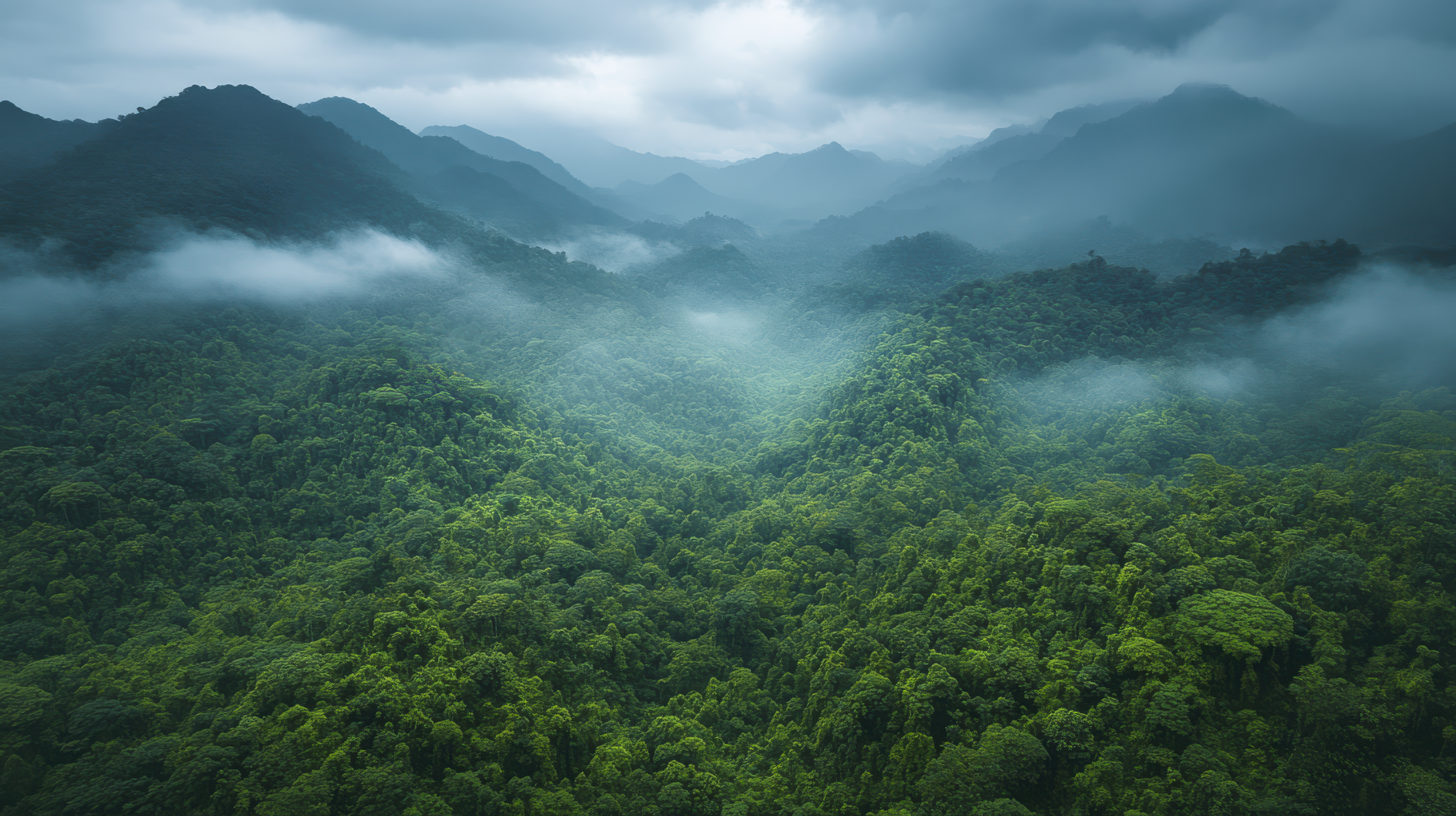 Wayanad tea estate